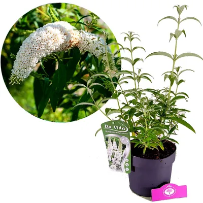 Produktbild von Buddleja davidii 'White Profusion', Schmetterlingsstrauch, 3-Liter-Topf