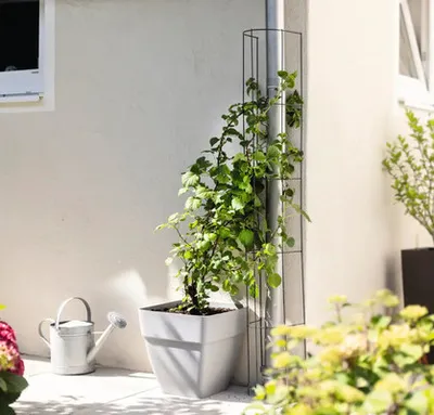 Obrázek produktu pro Opora pro popínavé rostliny pozinkovaná FloraSelf 30 x 120 cm