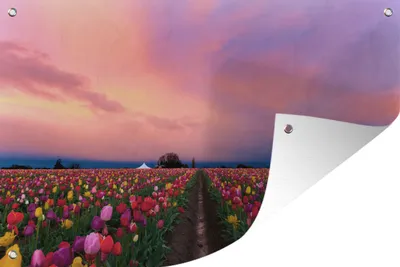 Produktbild von MuchoWow® 60x40 cm Outdoor-Poster Gartendeko Sichtschutz Garten Poster für den Garten  Sonnenuntergang auf dem Tulpenfeld