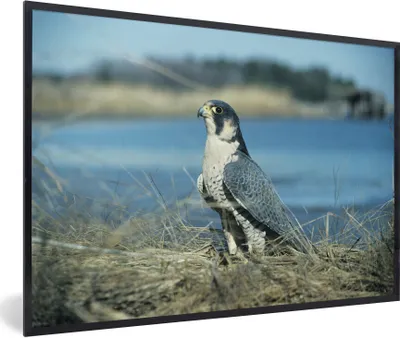 Produktbild von MuchoWow® MuchoWow® Gerahmtes Poster Wanderfalke - Wasser - Raubvogel 60x40 cm - Poster mit zchwarzem Bilderrahmen - Printing - Wanddeko Schlafzimmer