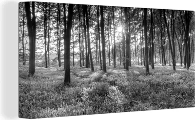 Obrázek produktu pro OneMillionCanvasses® - Plátno - Les na jaře - černobílé, nástěnná malba, nástěnné dekorace obrazy obývací pokoj, 80x40cm