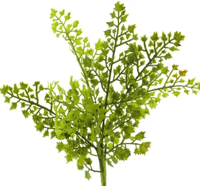 Produktbild von artplants.de Deko Pflanze Frauenhaarfarn SHUMING, Steckstab, grün, 30 cm - Kunstfarn