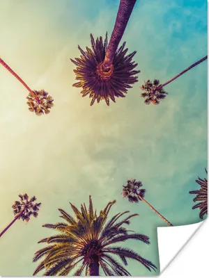 Produktbild von MuchoWow® Poster Palme - Himmel - Bäume - Sommer - Tropisch 90x120 cm - Wohnzimmer