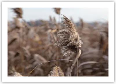 Produktbild von Poster - Poster ohne Rahmen - Boho Ähren Gras - 70x50 cm - Wand Bild - Wanddeko - Wandbilder - Kunstposter - Wandposter - Bilder - Kunstdruck - Wanddekoration - Wandbild - P2XAA70x50-4763