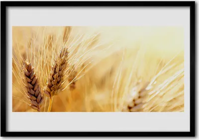 Produktbild von Bild 100x70 MDF-Rahmen Wandkunst Weizenpflanze Natur