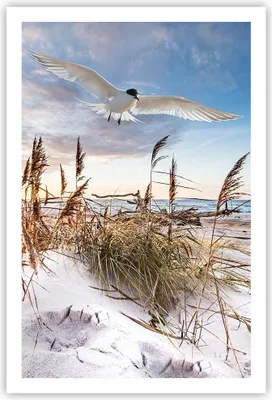 Produktbild von Poster - Poster ohne Rahmen - Möwe Meer Küste - 61x91,5 cm - Wand Bild - Wanddeko - Wandbilder - Kunstposter - Wandposter - Bilder - Kunstdruck - Wanddekoration - Wandbild - P2XPA61x91-4902