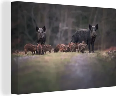 Zdjęcie produktu dla MuchoWow® - Obraz na płótnie - Zwierzę - Dzik - Las, fototapeta, dekoracja ścienna, obrazy do salonu, 120x80cm