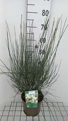 Productafbeelding van Cytisus 'White Lion' - Ginster, 40-60 cm, pot
