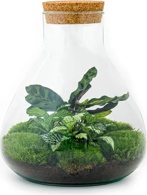 Image de Jardin en bouteille "Sammie" - Terrarium pour plantes DIY - 27 cm - avec plante Calathea