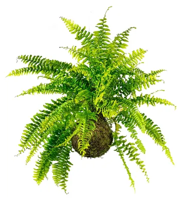 Obrázok produktu pre Gardnerova kocedama Nephrolepis exaltata (L)
