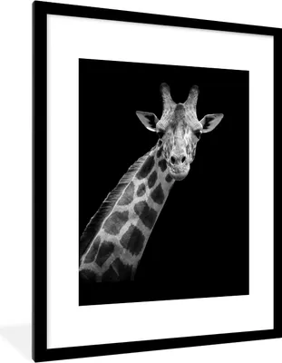 Produktbild von MuchoWow® Gerahmtes Poster Giraffe - Wildtiere - Schwarz-Weiß - Porträt 60x80 cm - Poster mit Schwarzem Bilderrahmen Wandposter Rahmen Foto Bilder - Wohnzimmer - Dekorationen - Prämie
