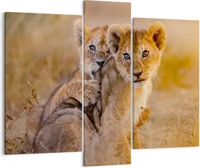 Produktbild von Bild auf Leinwand - Leinwandbild - Löwe Natur Tier - 95x80cm - Wand Bild - Wanddeko - Wandbilder - Leinwanddruck - Bilder - Kunstdruck - Wanddekoration - Leinwand bilder - Wandkunst - CB95x80-3480