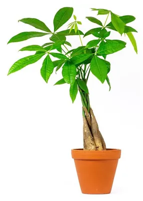 Obrázok produktu pre Gardners Pachira aquatica pletená stonka, priemer 12 cm