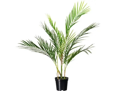 Produktbild von Kunstpalme Zimmerpalme H 70 cm grün