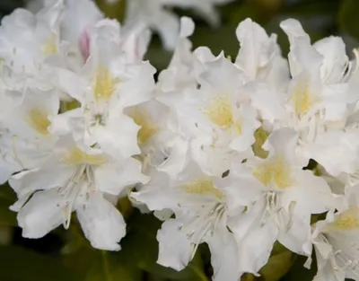 Produktbild von Rhododendron Hybride Cunningham's White - Großblumige Alpenrose - 30-40