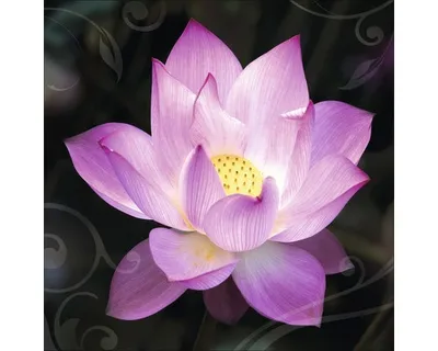 Produktbild von Leinwandbild Water Lily 80x80 cm