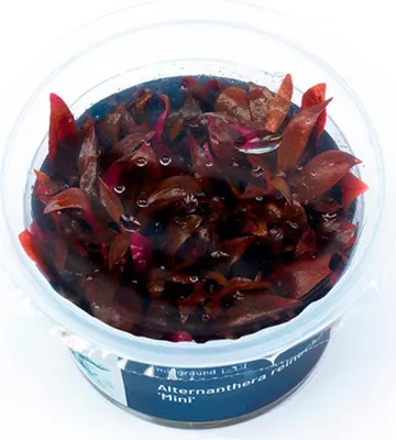 Produktbild von Alternanthera reineckii 'Mini' In-Vitro Cup algen- und schneckenfrei