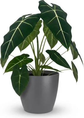 Produktbild von Green boutiQ - Zimmerpflanze - Elefantenohr - Alocasia Frydek - Grün - Pflegeleicht - 1 Pflanze - mit Potter Grau - Topf 19cm - Höhe 60cm
