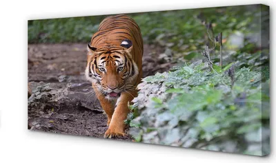 Produktbild von Leinwandbild 140x70 Wandkunst Tiger Woods