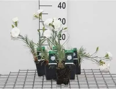 Obrázek produktu pro 6 x Dianthus (p) 'Haytor White' - Karafiát - květináč 9 x 9 cm