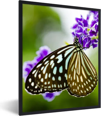 Produktbild von MuchoWow® Gerahmtes Poster Lavendel - Schmetterling - Botanisch 60x80 cm - Poster mit Schwarzem Bilderrahmen Wandposter Rahmen Foto Bilder - Premium - Wanddeko Wohnzimmer