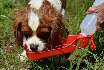 Immagine prodotto di Ciotola da viaggio per cane o gatto