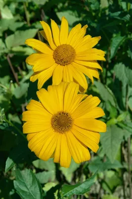 Produktbild von Heliopsis scabra 'Hohlspiegel', Sonnenauge, gelb, ca. 11x11 cm Topf