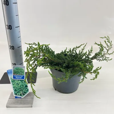 Produktbild von Juniperus comm. ‘Repanda’ - Flachwachsender Wacholder | 20-25 cm im topf
