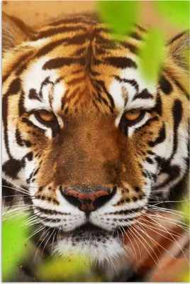 Produktbild von MuchoWow® Poster Tiere - Tiger - Raubtiere 60x90 cm - Wanddekoration