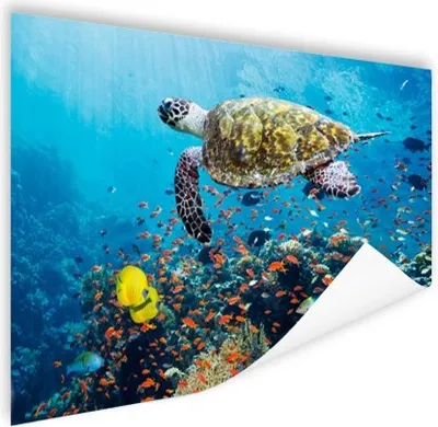 Produktbild von MuchoWow® Poster Schildkröte am Korallenriff 180x120 cm - Fotoplakat