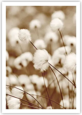 Produktbild von Poster - Poster ohne Rahmen - Baumwolle Boho Wollig - 70x100 cm - Wand Bild - Wanddeko - Wandbilder - Kunstposter - Wandposter - Bilder - Kunstdruck - Wanddekoration - Wandbild - P2XPA70x100-4850