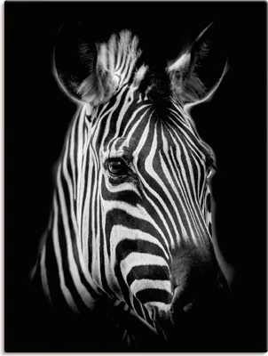 Produktbild von ARTland Leinwandbild Zebra Größe: 45x60 cm