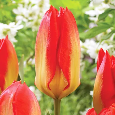 Immagine prodotto di Tulipani Bulbi Fiori Fosteriana Tulipano Candela Festival 5 pz.