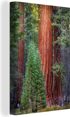 Obrázek produktu pro OneMillionCanvasses® - Obraz na plátně - 90x140 cm, Sekvojovec v lese, nástěnný tisk Dekorace na zeď - Fotografie na plátně - Obraz na dřevěném rámu - Dekorace na zeď - Ložnice