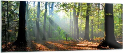 Produktbild von Bilder auf glas - Wald Blätter Sonne - 140x50cm - Glasbilder - Wandbilder - Kunstdruck - zum Aufhängen bereit - Wanddekoration aus Glas - Glas Bilder - Wandbild auf Glas - Einteilig - GAB140x50-0136