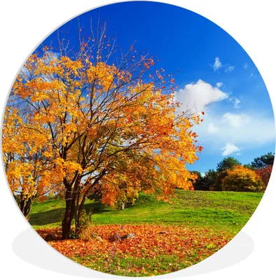Produktbild von MuchoWow® Rundes Wandbild - Runde Bilder Baum - Blätter - Herbst - Jahreszeiten Ø 60 cm Kreis Wanddekoration Kunststoff - Wandkreis - Wandschmuck - Wand Kreis - Das Schlafzimmer - Die Bilder - Wandmalerei - Kunst für das Haus - das Plastik