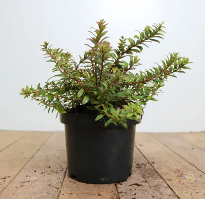 Produktbild von Gaultheria itoana, immergrün, 20–25 cm