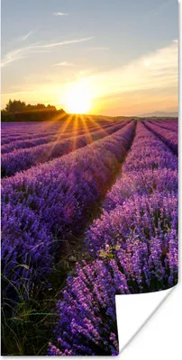 Produktbild von MuchoWow® Poster Lavendel - Blumen - Sonnenuntergang - Lila 20x40 cm - Plakat - Foto