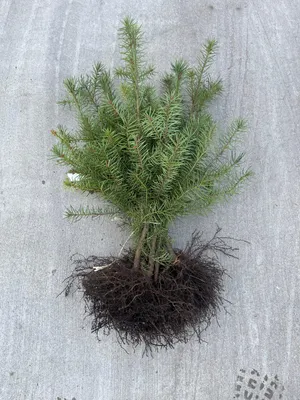 Image de 10 plants de Douglas (Pseudotsuga menziesii, variété douglasii) | Hauteur : 40-60 cm, plants non racinés