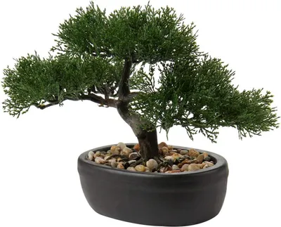 Zdjęcie produktu dla Sztuczna roślina bonsai cedr z ceramiczną doniczką czarny 25 x 23 cm