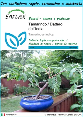 Immagine prodotto di SAFLAX Set regalo - Tamarindo / Dattero dell'India - 4 semi - Tamarindus