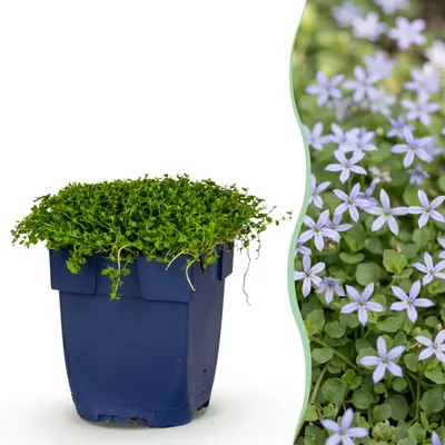Produktbild von Green boutiQ - Stauden - Isotoma fluviatilis - Sternblume - Steingartenpflanzen - Hellblau - 1 Pflanze - Topf 11cm - Höhe 15-25cm