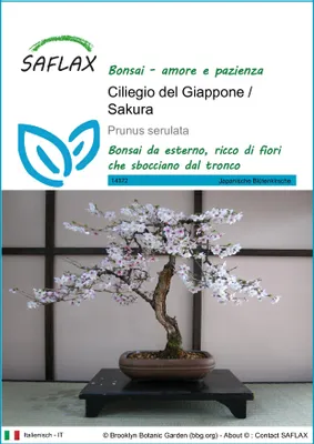 Immagine prodotto di SAFLAX  - Ciliegio del Giappone / Sakura - 30 semi - Prunus