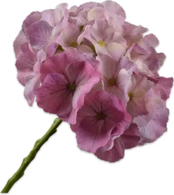 Produktbild von Kunstblume von Silk-ka – Seidenblumen-Hortensienstiel, rosa-rot, 51 cm