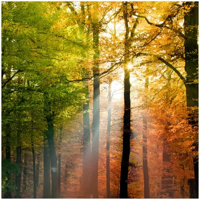 Produktbild von Wallario Memoboard Magnettafel aus Glas, Größe 50 x 50 cm, Motiv Sonnenuntergang im Herbstwald