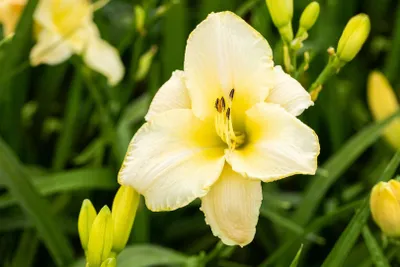 Produktbild von Taglilie Arctic Snow, im Topf - Hemerocallis x cult.