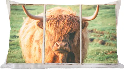 Produktbild von MuchoWow® Zierkissen Sofakissen Wohnzimmer Dekokissen 60x40 cm Schottische Hochlandrind - Natur - Ansicht - Kopfkissen - Polster mit Foto