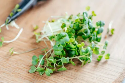 Obrázok produktu pre 500 g semien rukoly - klíčiace semená pre záhradnú zeleninu v interiéri, parapetná záhrada, aromatická rukola, šalátové semená