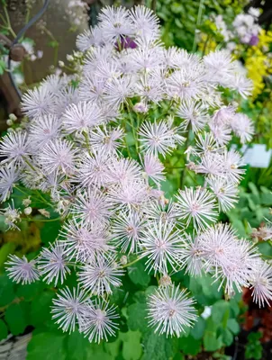 Produktbild von 3 Stück Staude akeleiblättrige Wiesenraute Thalictrum aquilegfolium winterhart