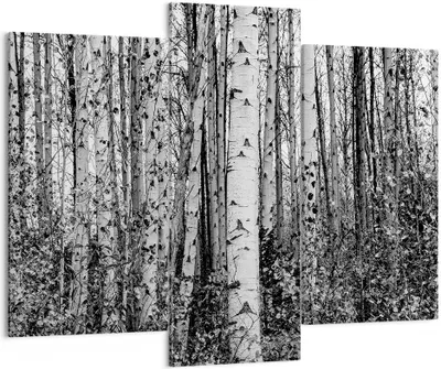 Produktbild von Bild auf Leinwand - Leinwandbild - 3 Teile - Birken Wald Monochrom - 130x100cm - Wand Bild - Wanddeko - Wandbilder - Leinwanddruck - Bilder - Wanddekoration - Leinwand bilder - CB130x100-4643